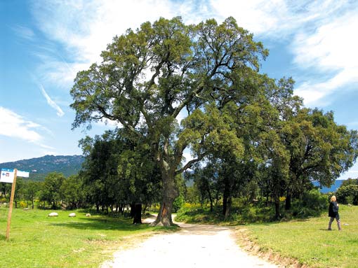 Albera Baum Wo die Pyrenäen im Meer versinken   Wandern durch die Serra de l’Albera