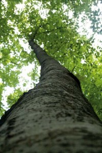 baum macro 200x300 La Fageda den Jordà   Der Zauber des Waldes in der Garrotxa