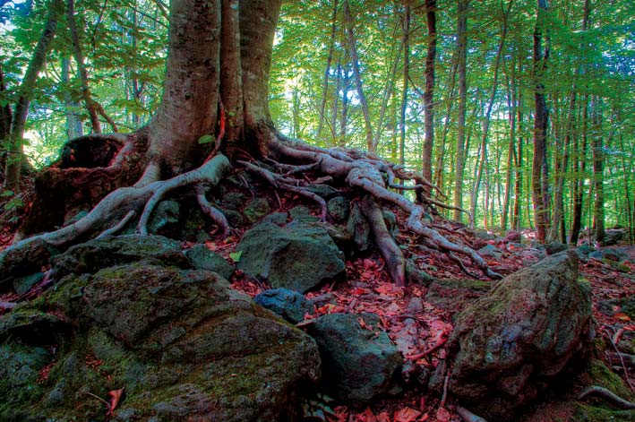 baum-wurzel baum wurzel1 La Fageda den Jordà Der Zauber des Waldes in der Garrotxa