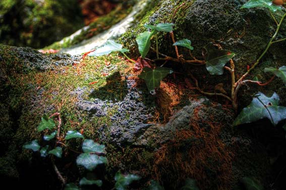 efeu-Macro efeu Macro La Fageda den Jordà Der Zauber des Waldes in der Garrotxa