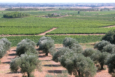 Aussicht über das ganze flache Alt Empordà