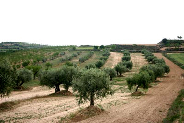Grundstück in Lleida